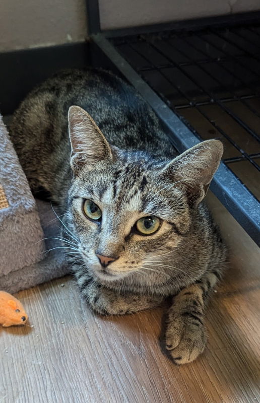 adoptable Cat in Ocala, FL named Buttercup