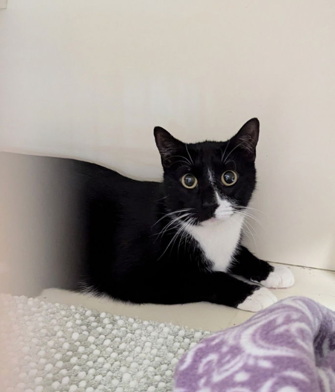 adoptable Cat in Ocala, FL named Gazpacho