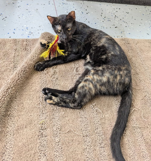 Nan, an adoptable Tortoiseshell in Ocala, FL