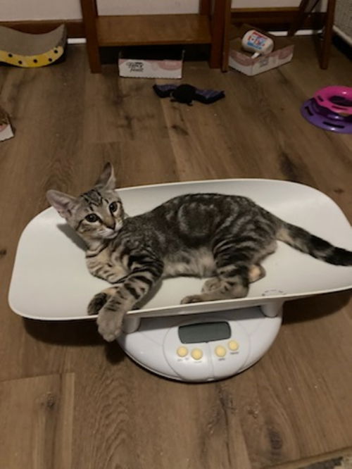 Chubs