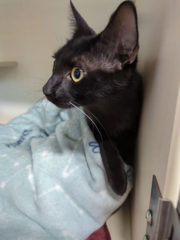adoptable Cat in Ocala, FL named Pickle