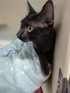 adoptable Cat in  named Pickle