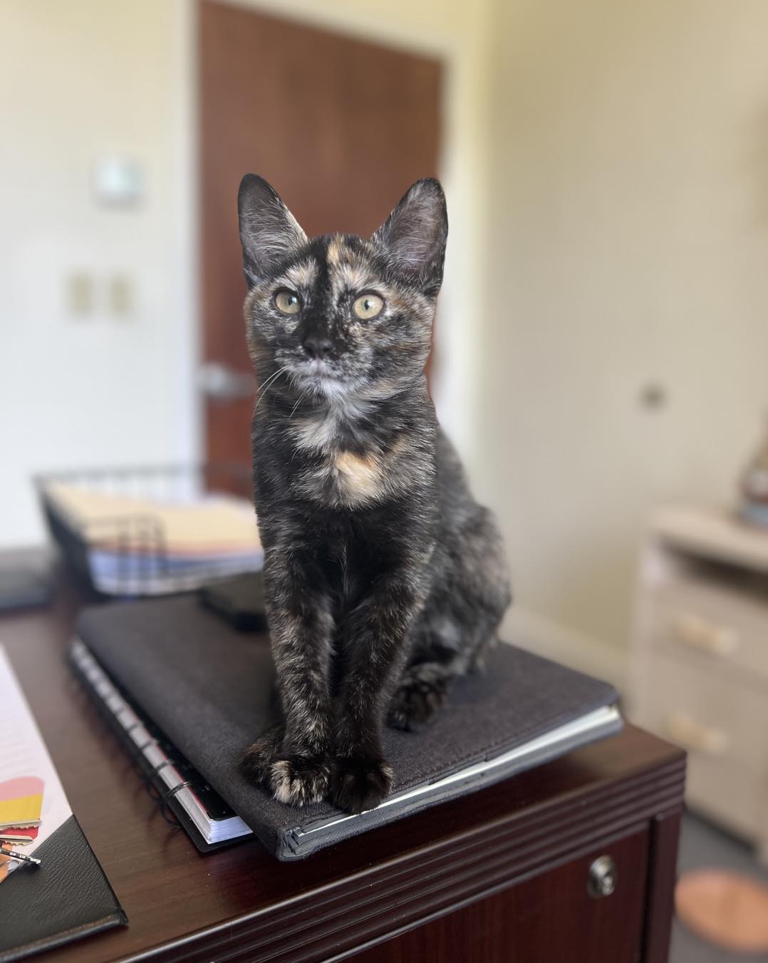 adoptable Cat in Lady Lake, FL named Belle