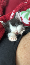 Pocket