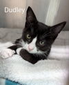Dudley
