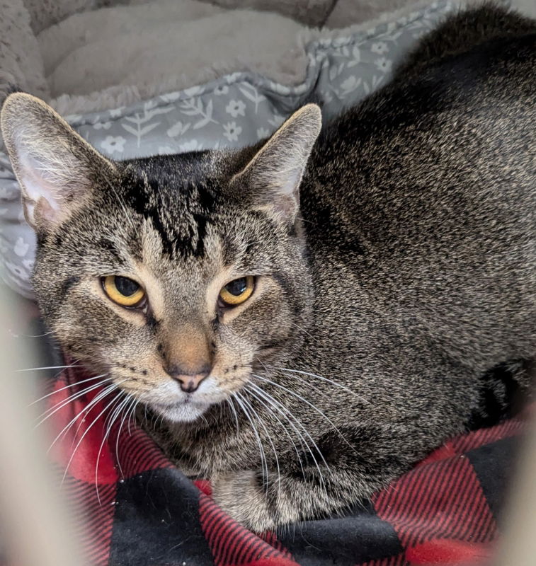 adoptable Cat in Ocala, FL named Crunch