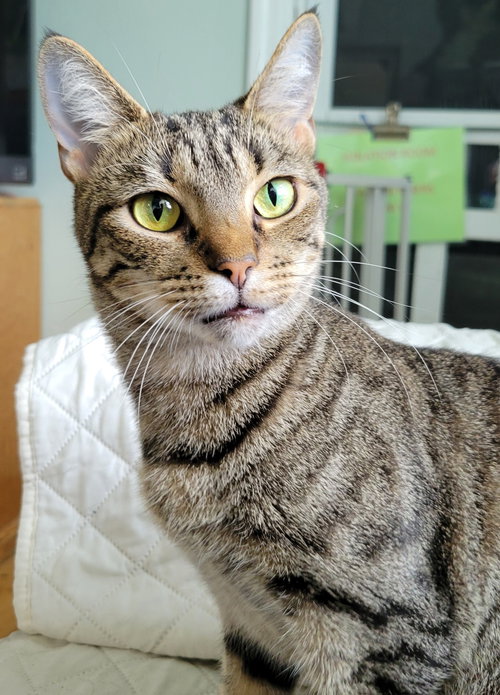 Elvira, Adult Tabby / Bengal / Mixed (short coat), cat for adoption in Ocala, Florida