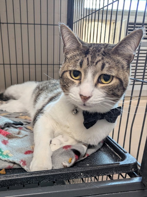 Tallon, an adoptable Tabby in Ocala, FL