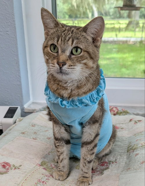 Phoenix, a cat for adoption from Sheltering Hands, Inc