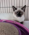 Lola