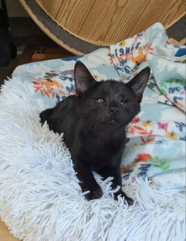 adoptable Cat in Ocala, FL named Dublin