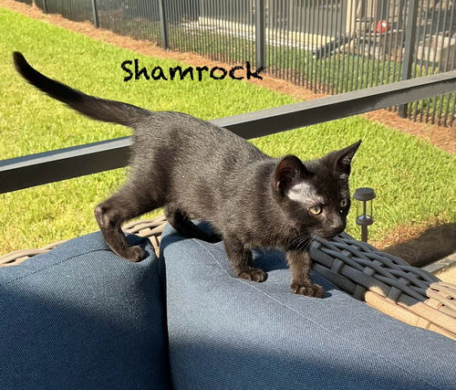 Shamrock