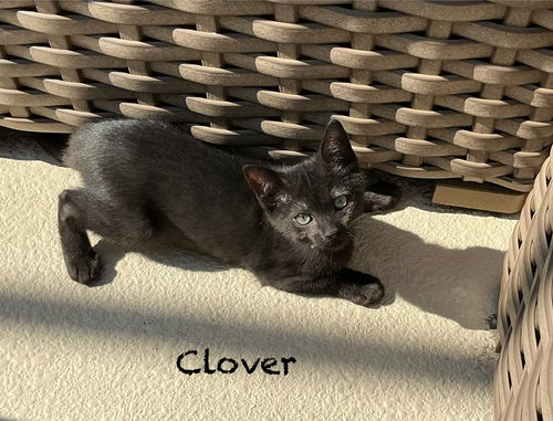 Clover