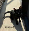 Emerald