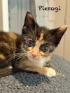 adoptable Cat in  named Pierogi