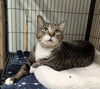 adoptable Cat in ocala, FL named Boots