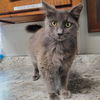 Frederico