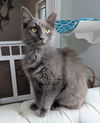 Frederico