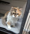 Margot