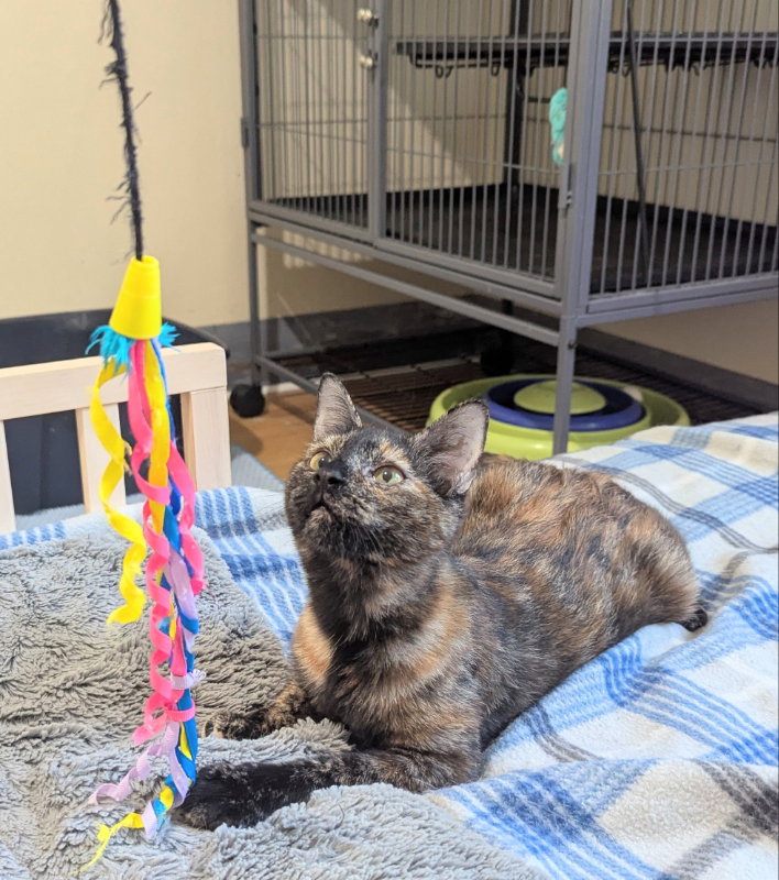 June Bug