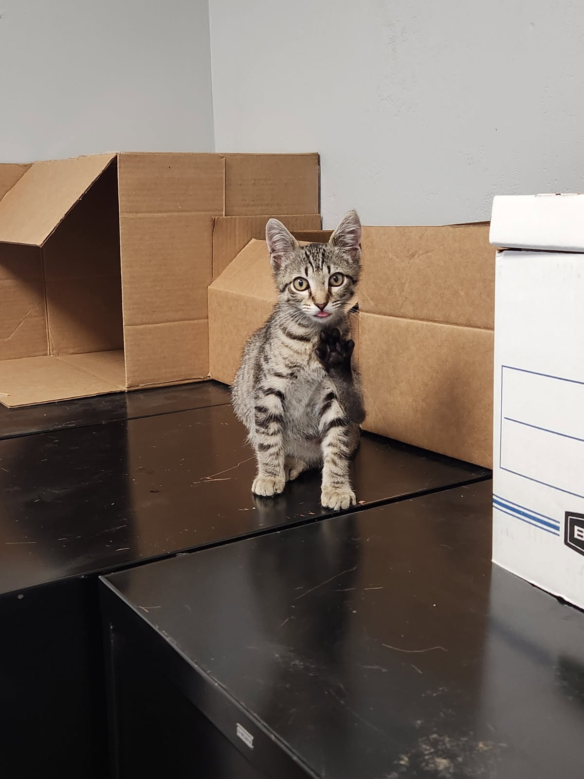 adoptable Cat in Ocala, FL named Pepe