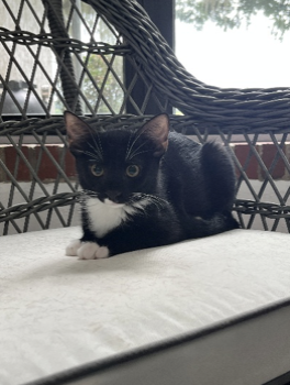 Parsley