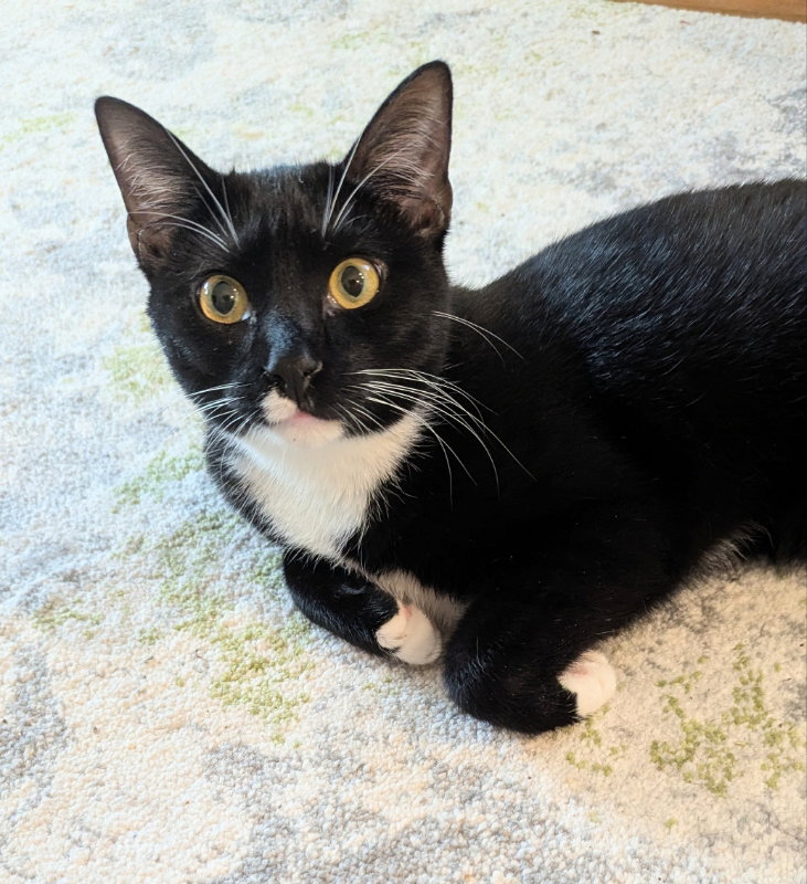 Parsley