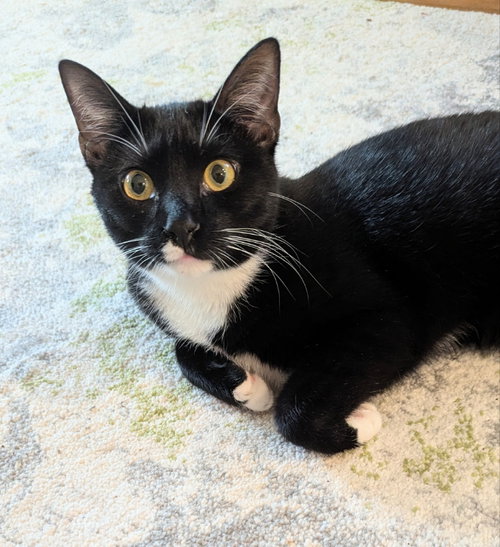 Parsley, an adoptable Tuxedo in Ocala, FL