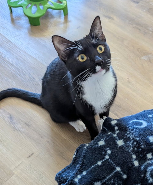 Parsley, an adoptable Tuxedo in Ocala, FL