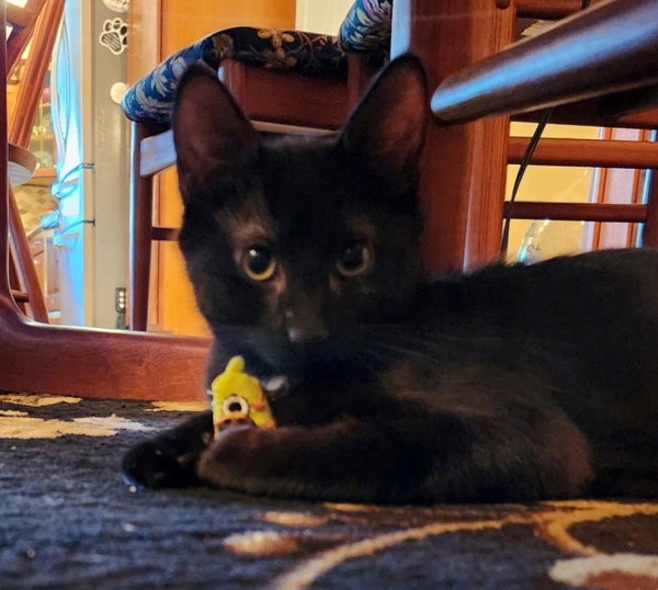 Yoda