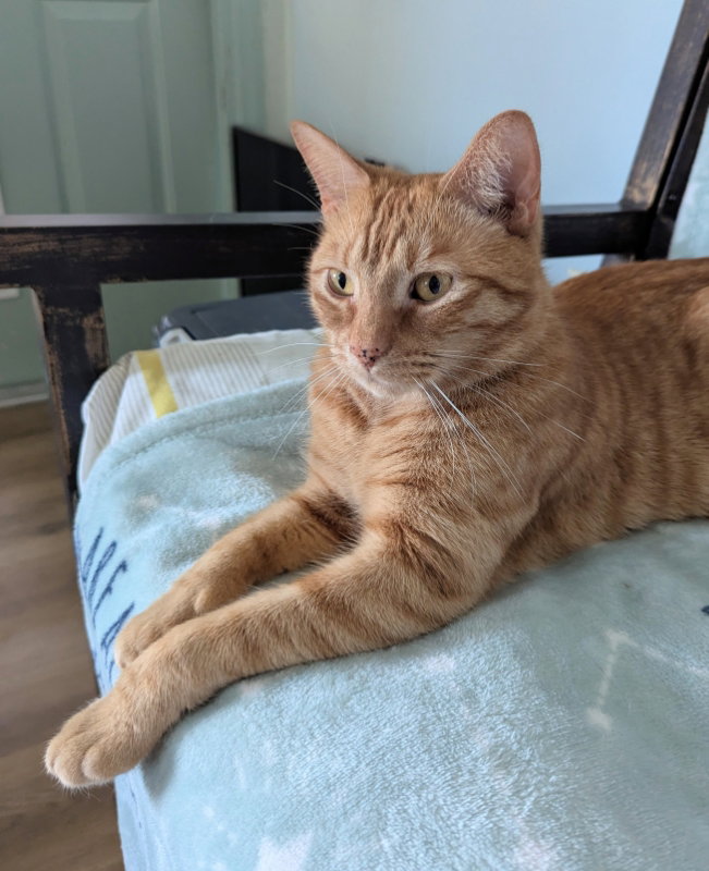 Barny, Domestic Short Hair