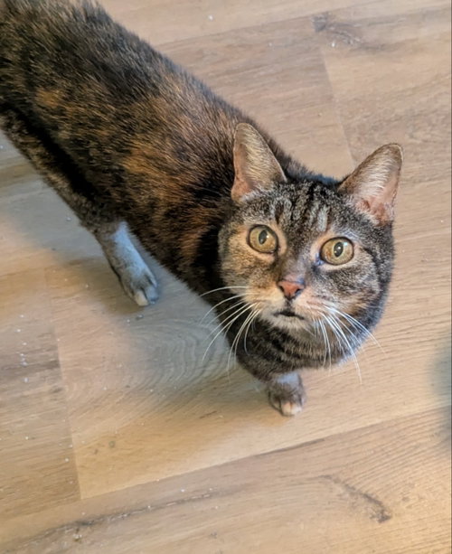 Abbie, an adoptable Tabby in Ocala, FL