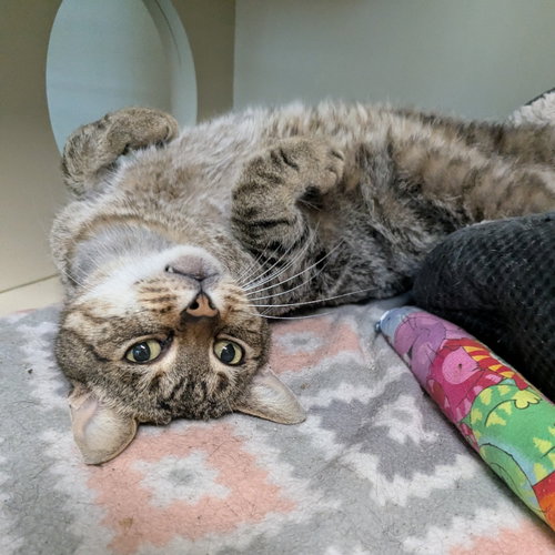 Gerald, an adoptable Tabby in Ocala, FL