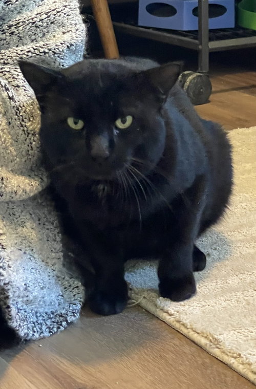 Sampson, an adoptable Domestic Short Hair in Ocala, FL