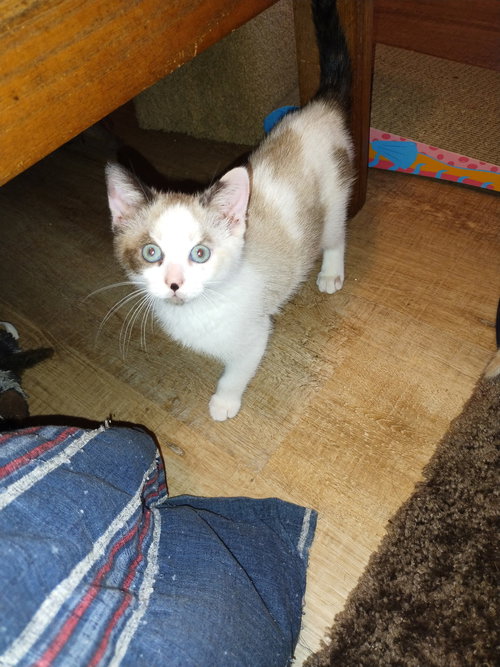 Almond Extract, an adoptable Siamese in Ocala, FL