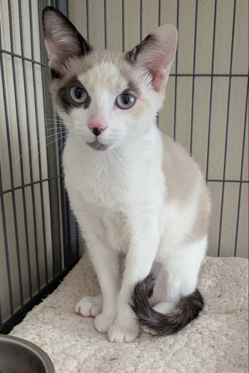 Almond Extract, an adoptable Siamese in Ocala, FL