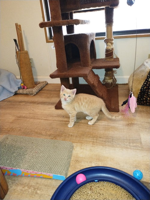 Ceylon Cinnamon, an adoptable Tabby in Ocala, FL