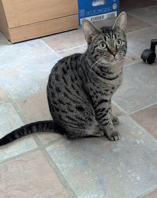 Coretta, an adoptable Tabby in Ocala, FL