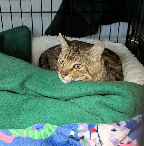 Martin, an adoptable Tabby in Ocala, FL