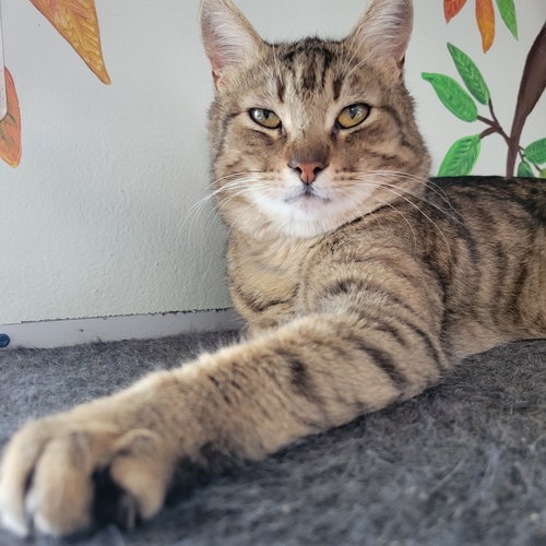 Martin, an adoptable Tabby in Ocala, FL