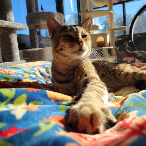 Luther, an adoptable Tabby in Ocala, FL