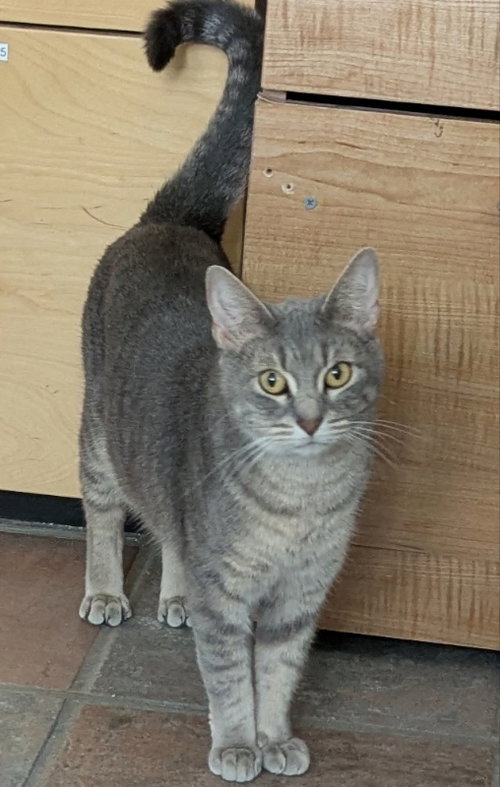 Rosa, an adoptable Tabby in Ocala, FL