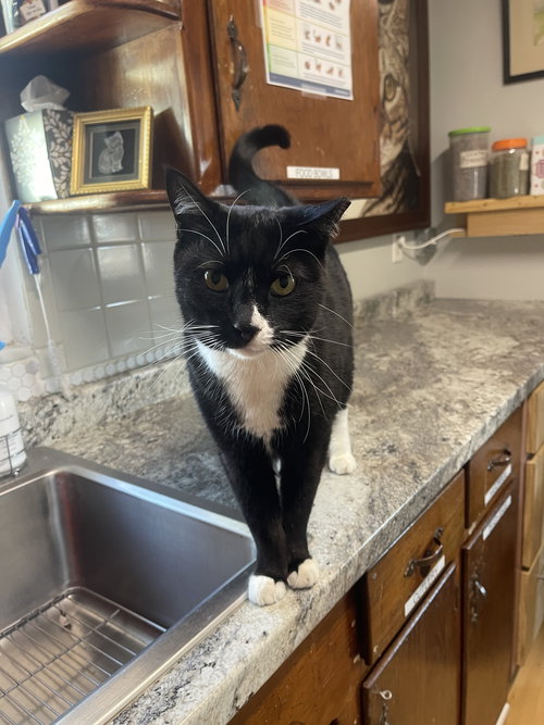 Mao, an adoptable Tuxedo in Ocala, FL