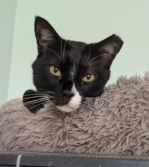 Mao, an adoptable Tuxedo in Ocala, FL