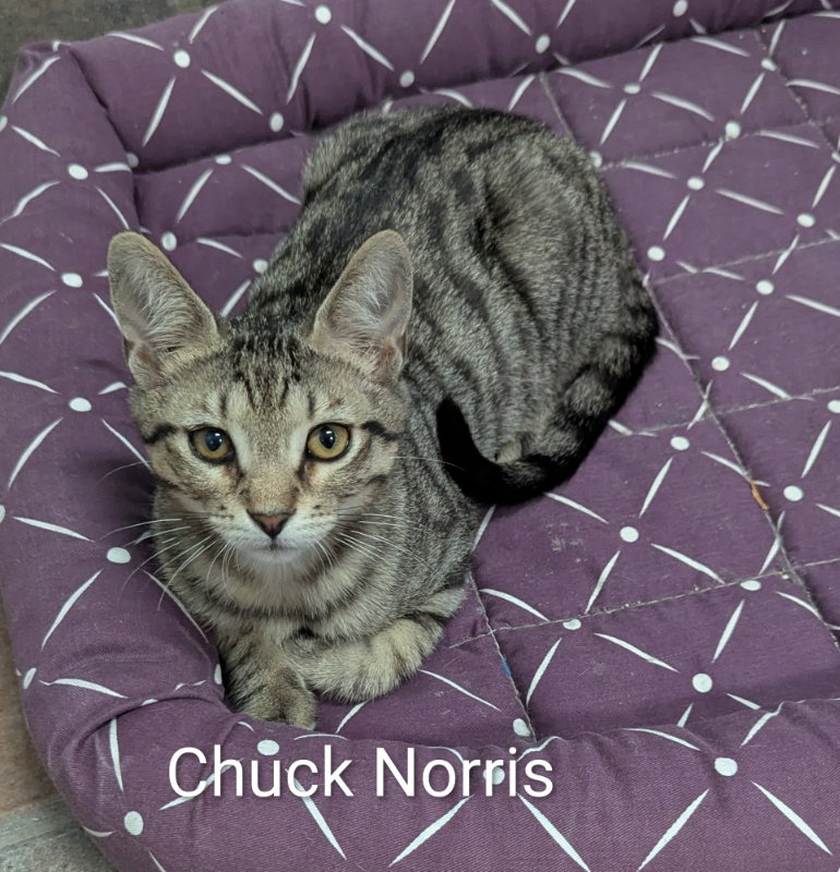 Chuck Norris