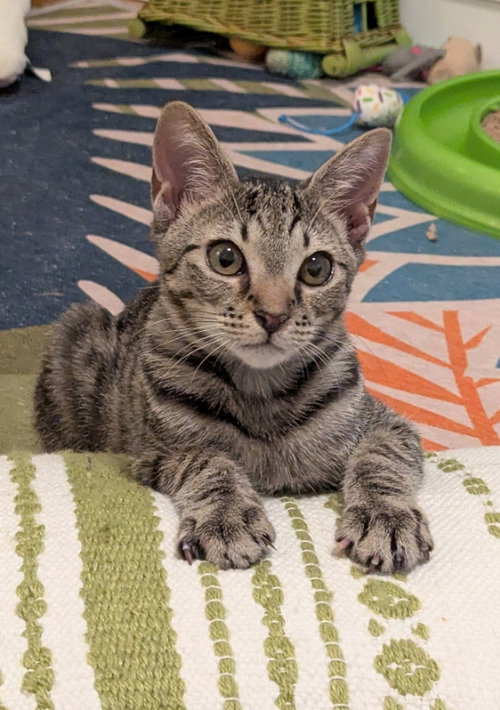 Steven Seagal, an adoptable Tabby in Ocala, FL