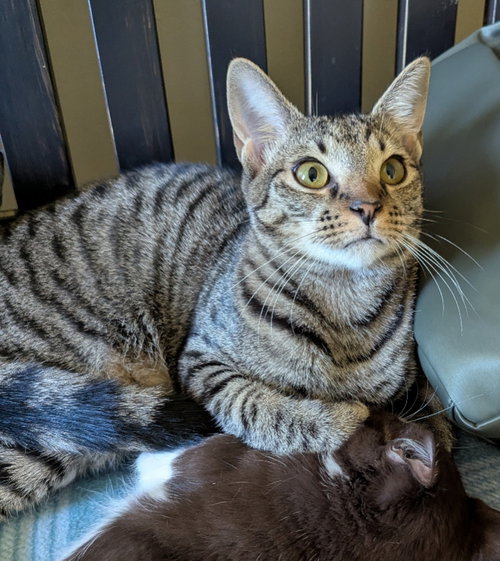 Steven Seagal, an adoptable Tabby in Ocala, FL