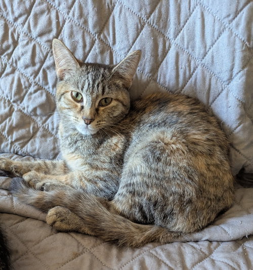 Faith, an adoptable Tabby in Ocala, FL