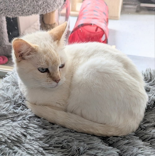 Claire, an adoptable Siamese in Ocala, FL