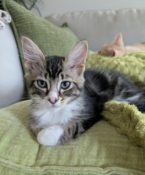 Texas, an adoptable Tabby in Ocala, FL